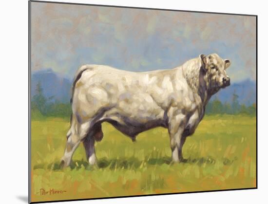 Charolais Bull-Peter Munro-Mounted Premium Giclee Print