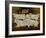 Charolais Bulls, Dippenhall, Farnham-Gareth Lloyd Ball-Framed Giclee Print