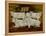 Charolais Bulls, Dippenhall, Farnham-Gareth Lloyd Ball-Framed Premier Image Canvas