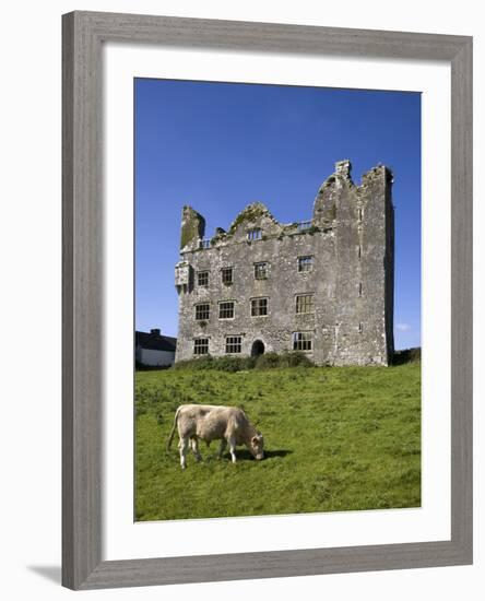 Charolais Calf by 15th Century Leamanagh Castle, the Burren, County Clare, Ireland-null-Framed Photographic Print