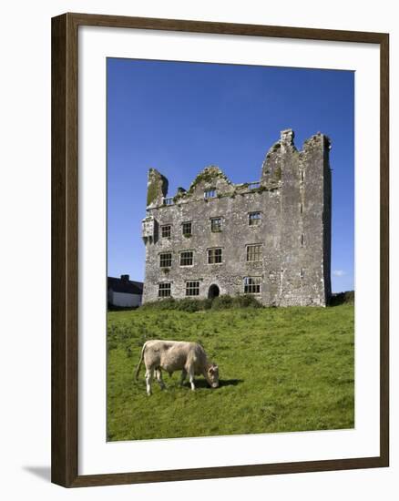 Charolais Calf by 15th Century Leamanagh Castle, the Burren, County Clare, Ireland-null-Framed Photographic Print