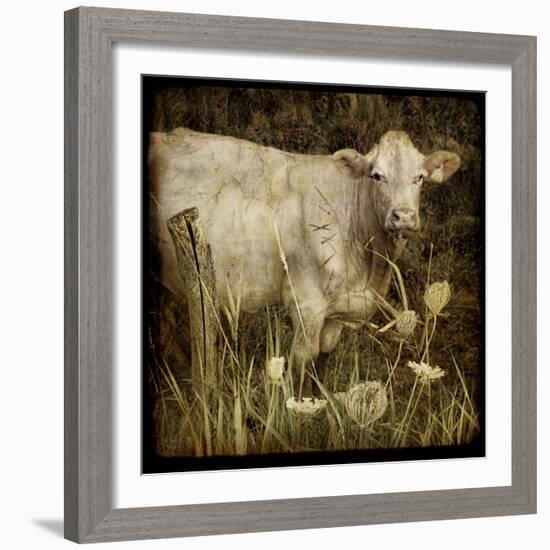 Charolais-Dawne Polis-Framed Art Print