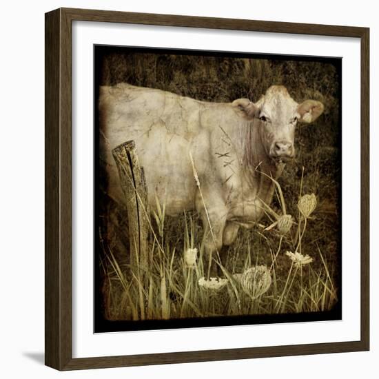 Charolais-Dawne Polis-Framed Art Print