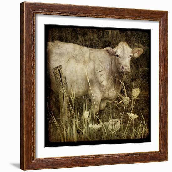 Charolais-Dawne Polis-Framed Art Print