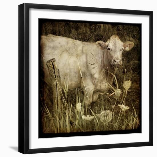 Charolais-Dawne Polis-Framed Art Print