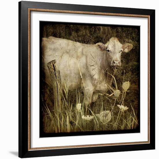 Charolais-Dawne Polis-Framed Art Print