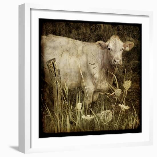 Charolais-Dawne Polis-Framed Art Print