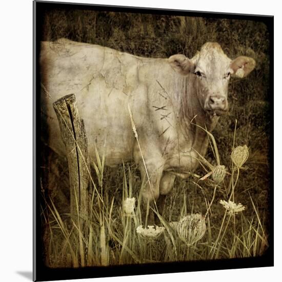 Charolais-Dawne Polis-Mounted Art Print