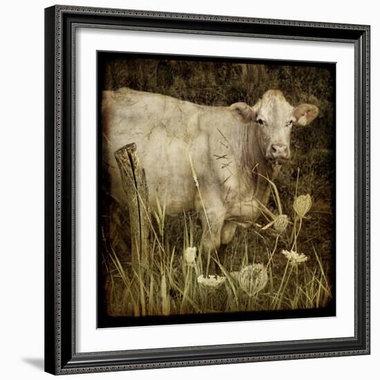 Charolais-Dawne Polis-Framed Art Print