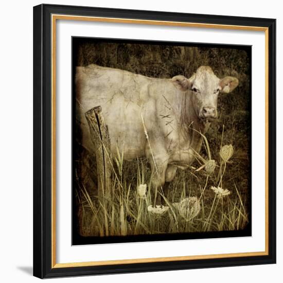 Charolais-Dawne Polis-Framed Art Print