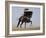 Charro on a Black Andalusian Stallion Galloping in Ojai, California, USA-Carol Walker-Framed Photographic Print