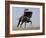 Charro on a Black Andalusian Stallion Galloping in Ojai, California, USA-Carol Walker-Framed Photographic Print