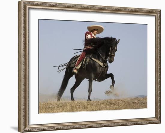 Charro on a Black Andalusian Stallion Galloping in Ojai, California, USA-Carol Walker-Framed Photographic Print