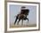 Charro on a Black Andalusian Stallion Galloping in Ojai, California, USA-Carol Walker-Framed Photographic Print