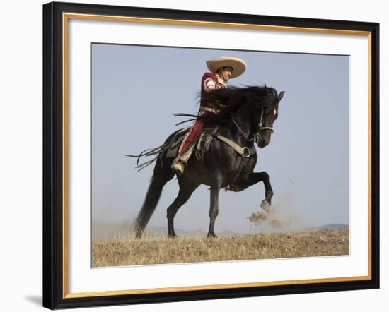 Charro on a Black Andalusian Stallion Galloping in Ojai, California, USA-Carol Walker-Framed Photographic Print