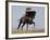 Charro on a Black Andalusian Stallion Galloping in Ojai, California, USA-Carol Walker-Framed Photographic Print