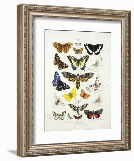 Chart Illustrating Butterflies and Moths, England, 19th Century-null-Framed Giclee Print