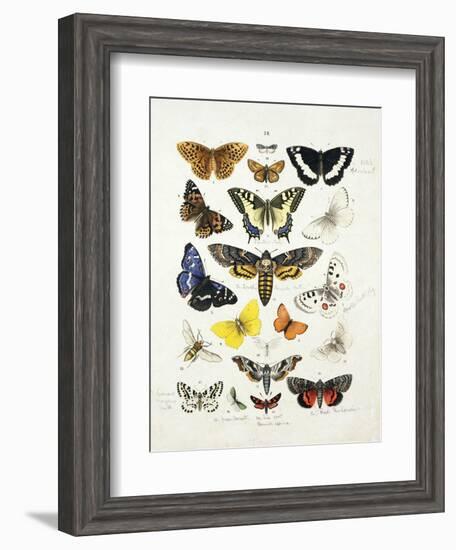 Chart Illustrating Butterflies and Moths, England, 19th Century-null-Framed Giclee Print