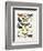 Chart Illustrating Butterflies and Moths, England, 19th Century-null-Framed Giclee Print