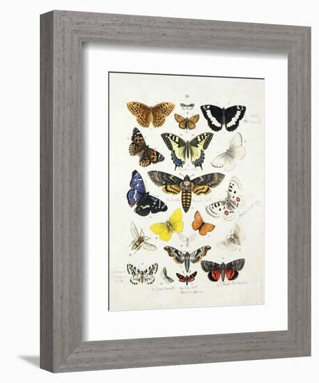 Chart Illustrating Butterflies and Moths, England, 19th Century-null-Framed Giclee Print