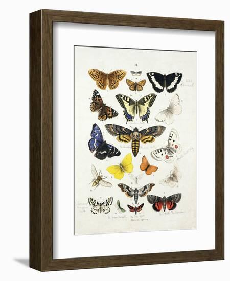 Chart Illustrating Butterflies and Moths, England, 19th Century-null-Framed Giclee Print