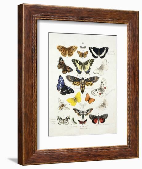 Chart Illustrating Butterflies and Moths, England, 19th Century-null-Framed Giclee Print