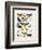 Chart Illustrating Butterflies and Moths, England, 19th Century-null-Framed Giclee Print