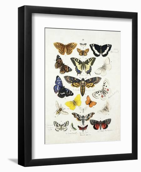 Chart Illustrating Butterflies and Moths, England, 19th Century-null-Framed Giclee Print