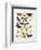 Chart Illustrating Butterflies and Moths, England, 19th Century-null-Framed Giclee Print