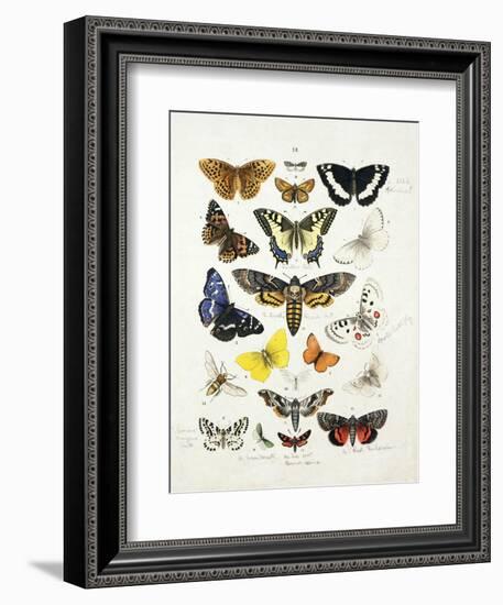 Chart Illustrating Butterflies and Moths, England, 19th Century-null-Framed Giclee Print