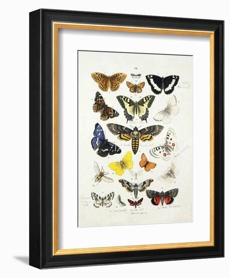 Chart Illustrating Butterflies and Moths, England, 19th Century-null-Framed Giclee Print