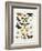 Chart Illustrating Butterflies and Moths, England, 19th Century-null-Framed Giclee Print