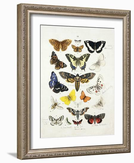 Chart Illustrating Butterflies and Moths, England, 19th Century-null-Framed Giclee Print