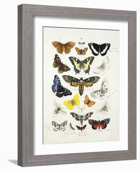 Chart Illustrating Butterflies and Moths, England, 19th Century-null-Framed Giclee Print