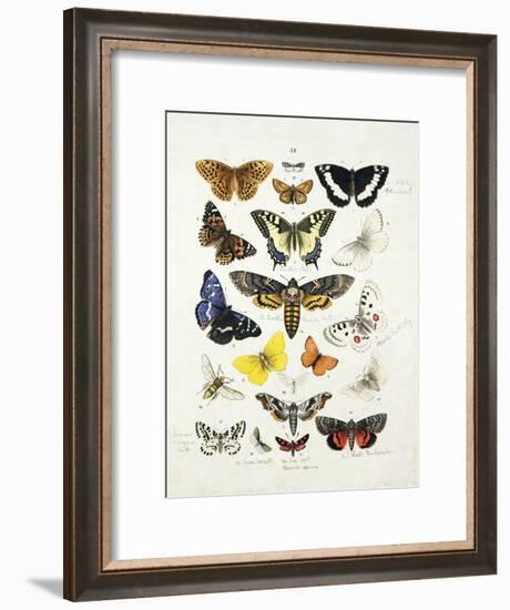 Chart Illustrating Butterflies and Moths, England, 19th Century-null-Framed Giclee Print