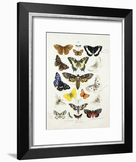 Chart Illustrating Butterflies and Moths, England, 19th Century-null-Framed Giclee Print