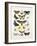 Chart Illustrating Butterflies and Moths, England, 19th Century-null-Framed Giclee Print