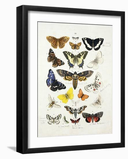 Chart Illustrating Butterflies and Moths, England, 19th Century-null-Framed Giclee Print