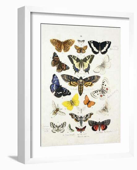 Chart Illustrating Butterflies and Moths, England, 19th Century-null-Framed Giclee Print