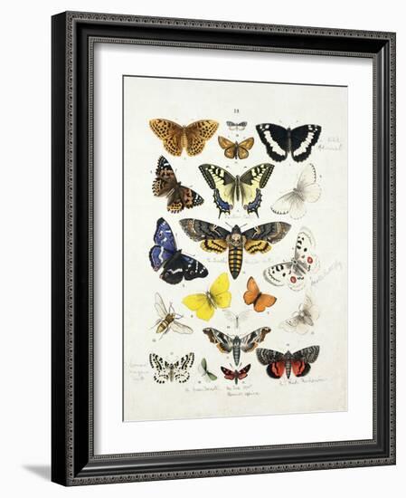 Chart Illustrating Butterflies and Moths, England, 19th Century-null-Framed Giclee Print