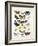 Chart Illustrating Butterflies and Moths, England, 19th Century-null-Framed Giclee Print