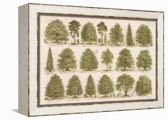 Chart of British Forest Trees-null-Framed Premier Image Canvas