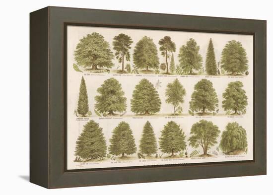 Chart of British Forest Trees-null-Framed Premier Image Canvas