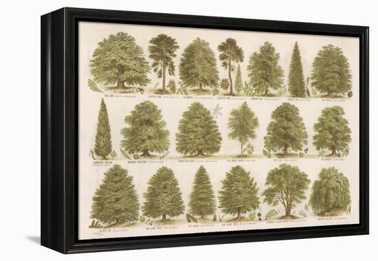 Chart of British Forest Trees-null-Framed Premier Image Canvas