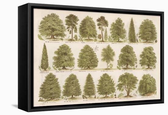 Chart of British Forest Trees-null-Framed Premier Image Canvas