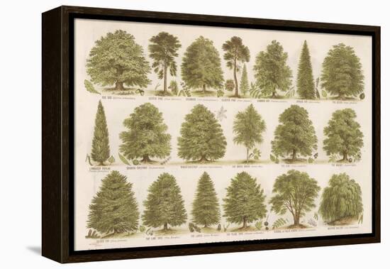 Chart of British Forest Trees-null-Framed Premier Image Canvas