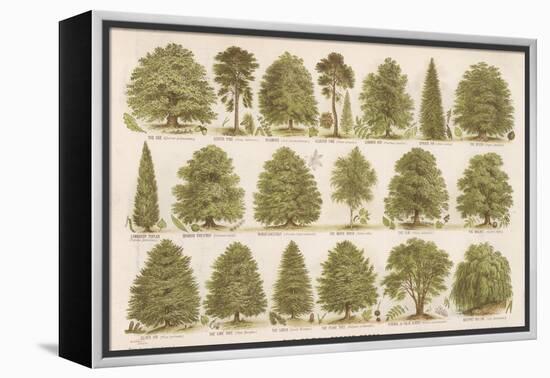 Chart of British Forest Trees-null-Framed Premier Image Canvas