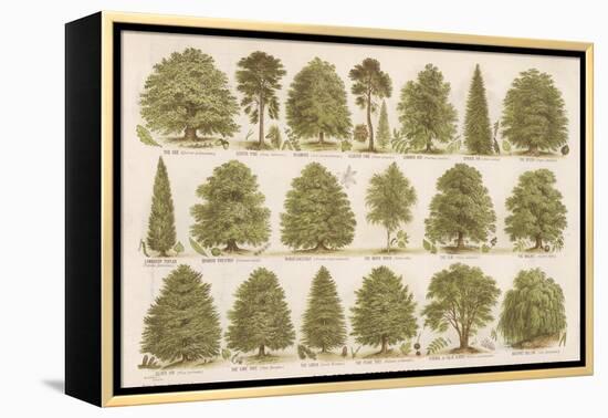 Chart of British Forest Trees-null-Framed Premier Image Canvas