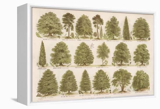 Chart of British Forest Trees-null-Framed Premier Image Canvas