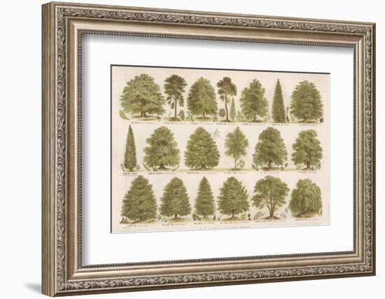 Chart of British Forest Trees-null-Framed Photographic Print